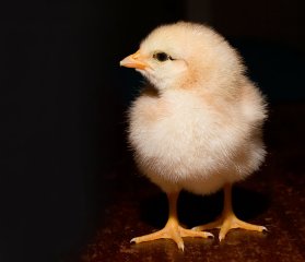 feed caddy chick